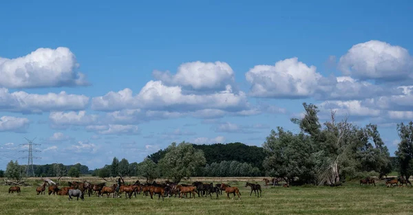 牧草地を歩く馬の群れ — ストック写真