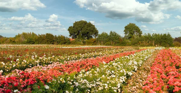 Blossom splendor of colored roses on a rose field