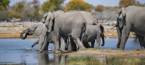 Elefantes Parque Nacional Etosha Namibia Sudáfrica — Foto de Stock