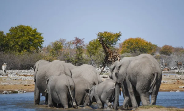 Żyrafa Parku Narodowym Etosha Namibii Rpa — Zdjęcie stockowe