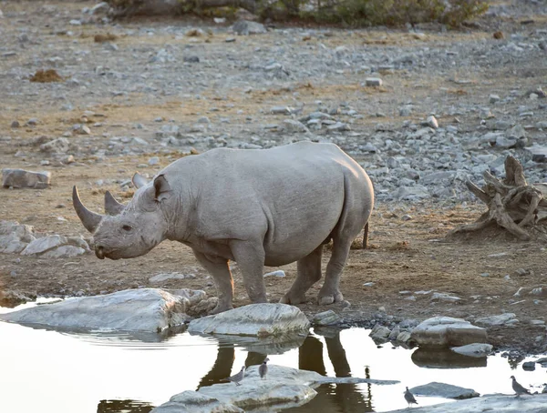 Svart Noshörning Etoshas Nationalpark Namibia Sydafrika — Stockfoto