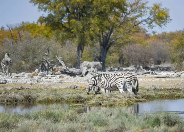 Cebras Parque Nacional Etosha Namibia Sudáfrica — Foto de Stock