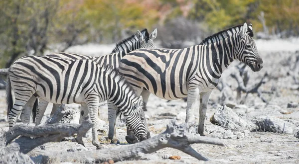 Zebrák Etosha Nemzeti Parkban Namíbia Dél Afrika — Stock Fotó