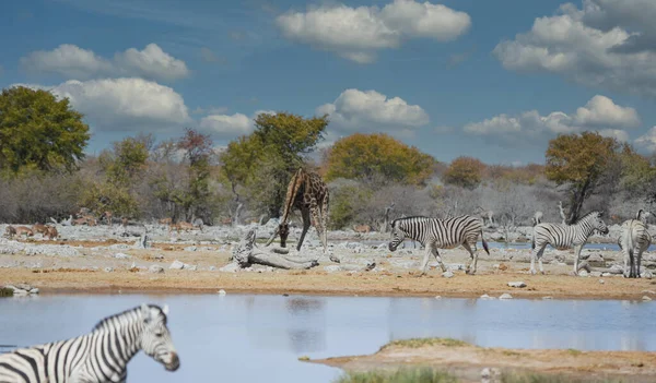 Zebras Στο Εθνικό Πάρκο Etosha Ναμίμπια Νότια Αφρική — Φωτογραφία Αρχείου