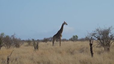Güney Afrika 'daki Kruger Ulusal Parkı' nın çalılığında zürafa