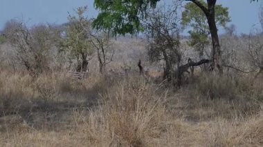 Impala, aynı zamanda siyah burunlu impala olarak da bilinir, Güney Afrika Kruger Ulusal Parkı 'nın çalılığında.
