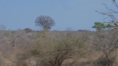 Peyzaj - Kruger Ulusal Parkı 'ndaki Flora Botanik Bush