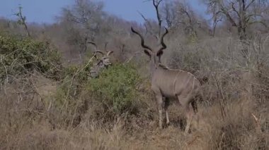 Male Greater Kudu Strepsiceros in Kruger National Park South Africa