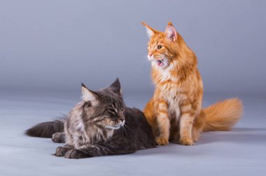 two cats breed Mei kun