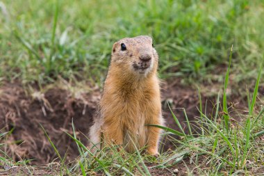 Gopher delik, yaz, doğa dışarı tırmanıyor