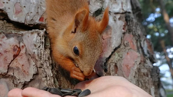 Esquilo Comendo Sementes Girassol Mão — Fotografia de Stock