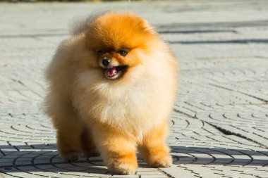 Pomeranian Spitz köpek şovuna önünde