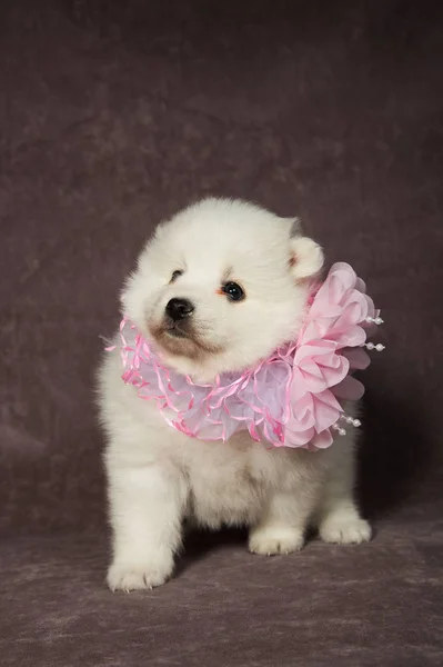 Japanese Spitz puppy with pink ribbon