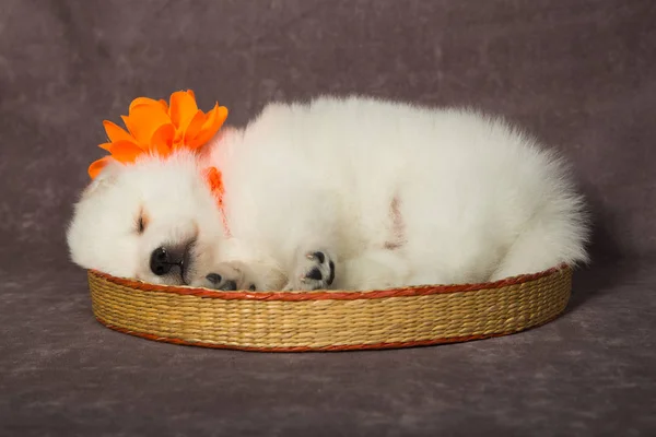 Ιαπωνικό Σπιτζ Κουτάβι Πορτοκαλί Κορδέλα Στον Ύπνο Ένα Καλάθι — Φωτογραφία Αρχείου