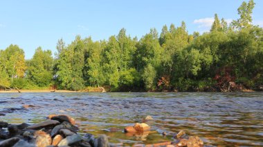 yaz nehri, kıyıda orman