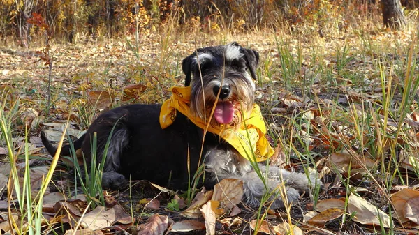 秋の野原に横たわる黄色いバンダナを持つミニチュアシュナウザー — ストック写真