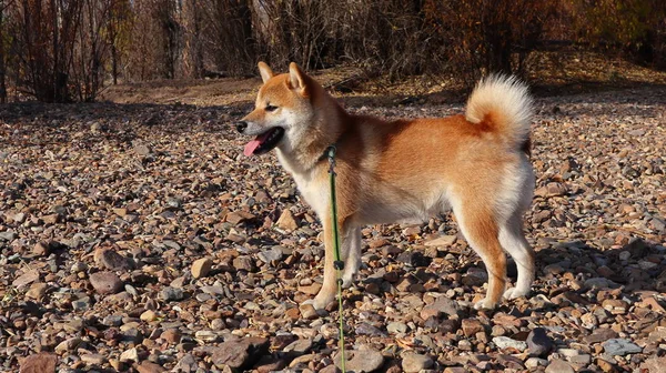 Shiba Inu Rack Fundo Floresta — Fotografia de Stock