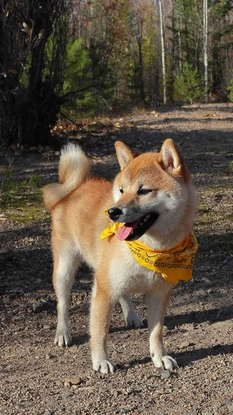 Shiba Inu Stoisku Przeciwko Lesie Żółtym Bandana — Zdjęcie stockowe