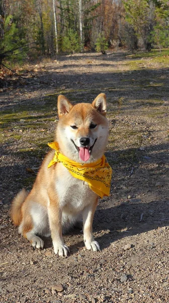 Shiba Inu Sedersi Nella Bandana Gialla — Foto Stock