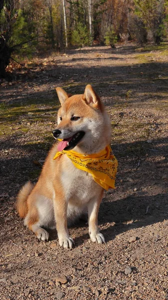 Shiba Inu Sedersi Nella Bandana Gialla — Foto Stock