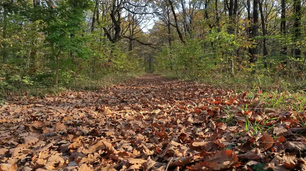 秋天有落叶的小巷 — 图库照片