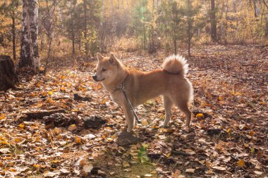 Shiba inu sonbahar ormanında