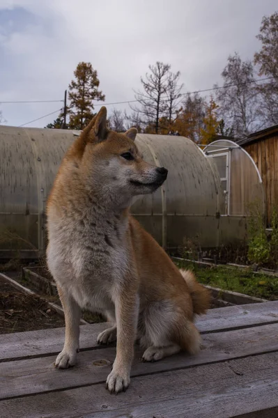 Shiba Inu Profil Fotó — Stock Fotó