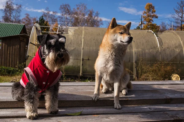 Shiba Inu Миниатюрный Шнауцер Смотреть Действие — стоковое фото