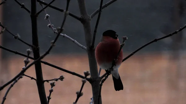 male bullfinch redbreast bird eating bugs in spring close up wild bird Russia bullfinch eating common bullfinch sitting on a tree twig