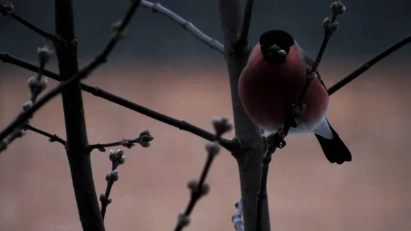 Macho Bullfinch Redbreast Pássaro Comer Insetos Primavera Close Selvagem Pássaro — Fotografia de Stock