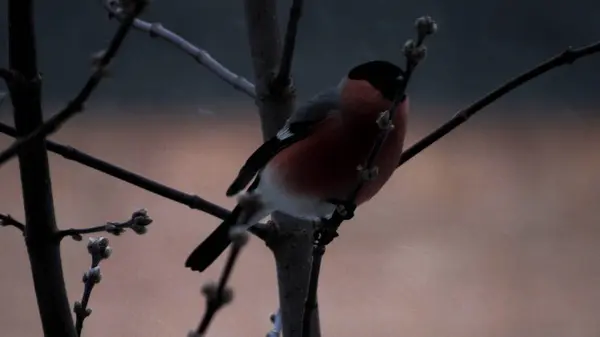 Самец Красногрудой Птицы Поедающий Жуков Весной Закрывает Дикую Птицу Которую — стоковое фото
