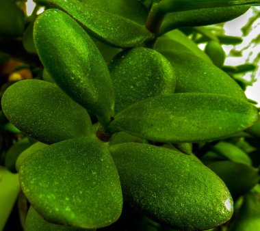 Yeşim ağacı parlak yeşil