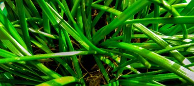 Yaz gününde yeşil çim arka plan