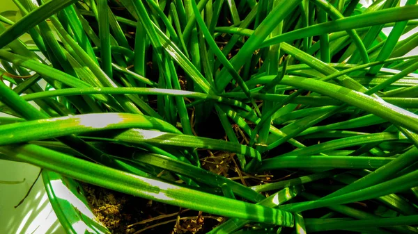 Fond Herbe Verte Jour Été — Photo