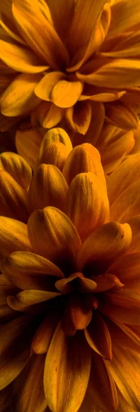 菊の花のクローズアップ美しく変更されたグラデーションの背景テクスチャ — ストック写真
