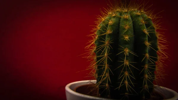 Cactus Een Witte Pot Een Rode Achtergrond Van Muur — Stockfoto