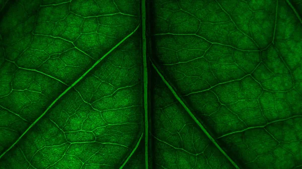 Licença Árvore Veias Folha Papel Parede Para Sua Textura Fundo — Fotografia de Stock