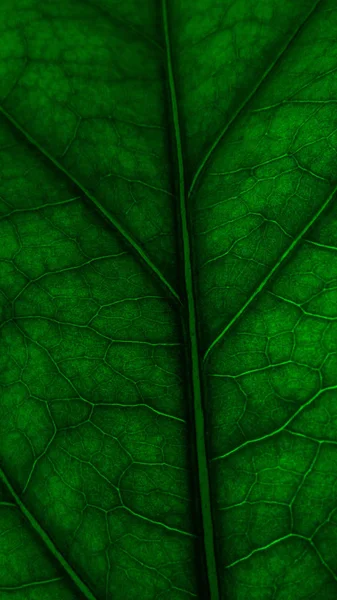 Baumpflanzung Die Adern Des Blattes Tapete Für Ihren Desktop Hintergrund — Stockfoto