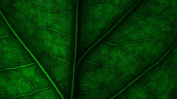 tree leave. the veins of the leaf. Wallpaper for your desktop background texture