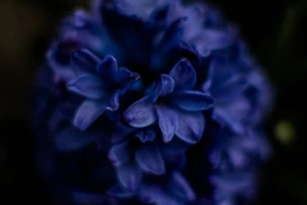 Flowers Hyacinths Beautiful Color Photos Macro — Stock Photo, Image