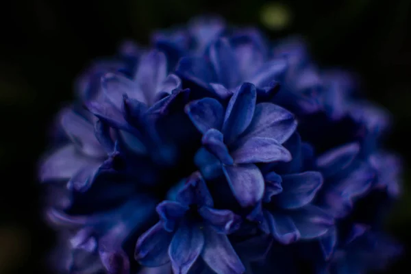 Flowers Hyacinths Beautiful Color Photos Macro — Stock Photo, Image