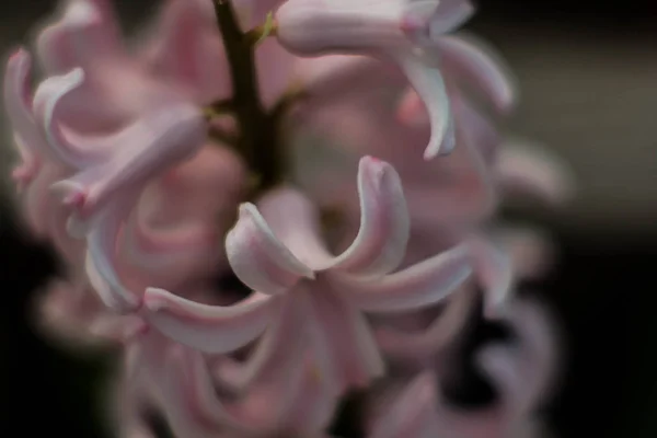 Квіти Гіацинти Красиві Кольорові Фотографії Макро — стокове фото