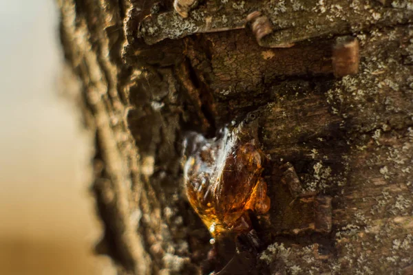 Solidified Resin Bark Tree — Stock Photo, Image