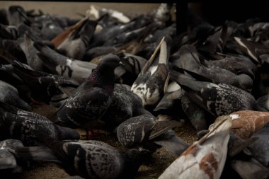 Tahıl gagalayan büyük bir güvercin sürüsü. arka plan dokusu