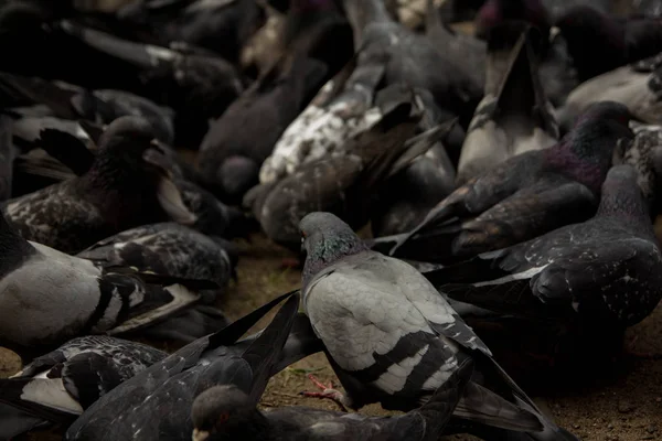 Grand Troupeau Pigeons Picorant Grain Texture Fond — Photo