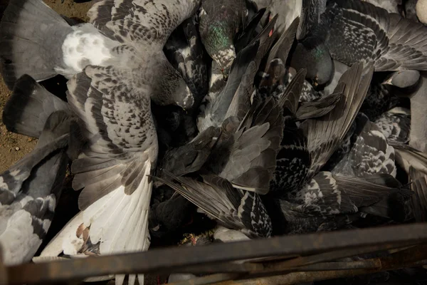 Grand Troupeau Pigeons Picorant Grain Texture Fond — Photo