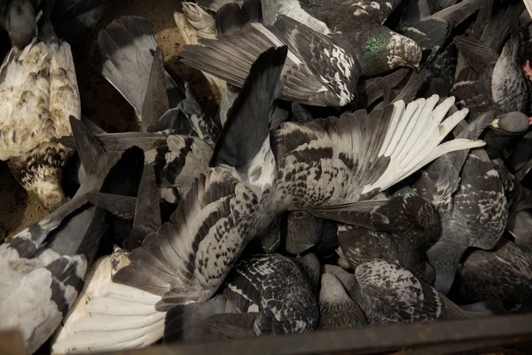 Grand Troupeau Pigeons Picorant Grain Texture Fond — Photo