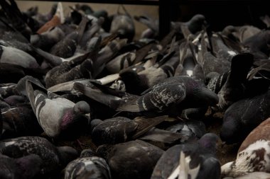 Tahıl gagalayan büyük bir güvercin sürüsü. arka plan dokusu