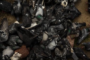 Tahıl gagalayan büyük bir güvercin sürüsü. arka plan dokusu