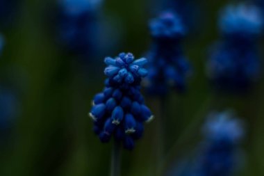 Yeşil arka plan üzerinde Muscari çiçek